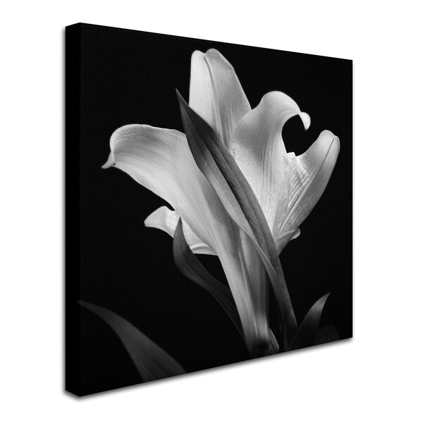 Michael Harrison 'Lily' Canvas Art,35x35